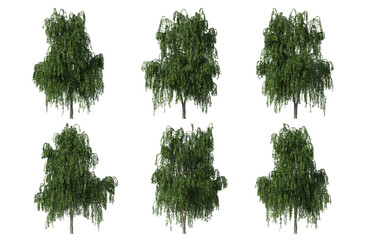 Weeping willow trees on a transparent background © YO_CG