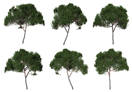 Stone pine trees on a transparent background