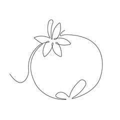 Tomato in continuous line art drawing style. Whole tomato minimalist black linear sketch isolated on white background. Vector illustration