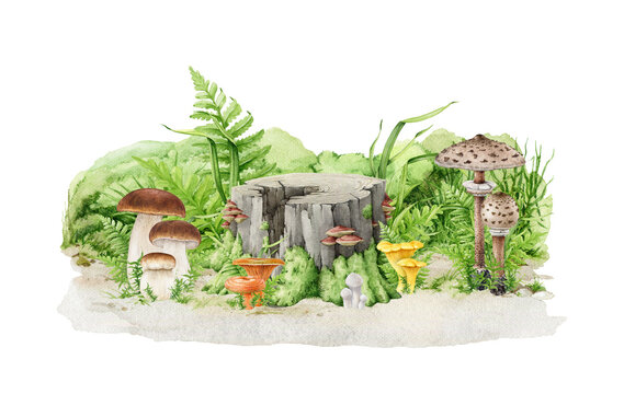 Forest mushroom growing on the ground. Natural forest scene. Watercolor painted illustration. King bolete, chanterelle, parasol mushrooms growing in naturally with fern, moss, grass