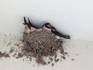 Swallows in nest
