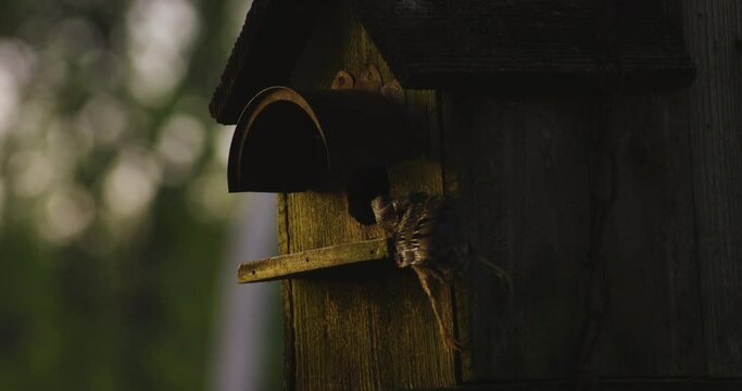 Lifeless Bird Attacked By Hunting Snake In The Birdhouse. closeup