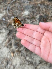 butterfly on hand