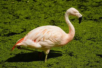 Chilean Flamingo (Phoenicopterus chilensis) Phoenicopteridae family. Vogelpark Walsrode, Germany.