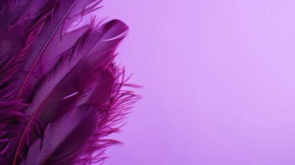 Purple feather isolated on purple background