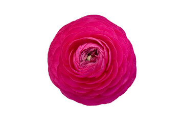Ranunculus flower head close up, isolated design element in png format.