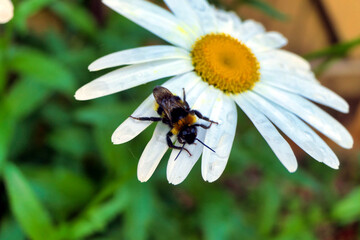 Buff-tailed Bumblebee (Bombus Terristris) feeding on a Leucanthemum flower
