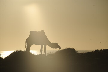 Silhouette of a camel on the beach at sunrise, Morocco