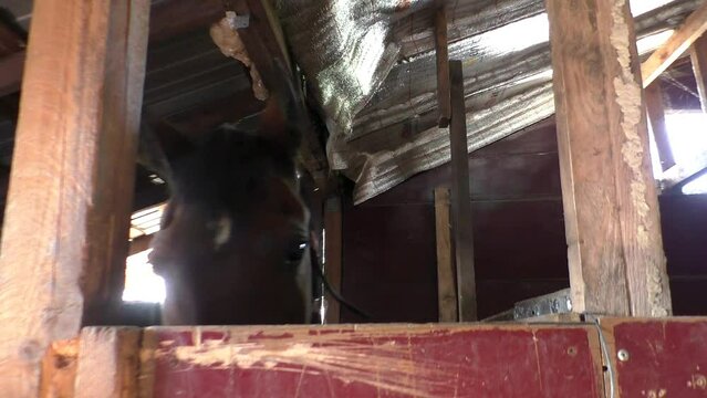 A brown thoroughbred cheerful horse in a stall. The gelding needs love and care.