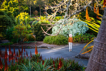 back view of pretty woman in a hat enjoying magical scenery of botanical garden in mount coot-tha, brisbane, queensland, australia; colorful sunset in a beautiful botanic gardens - obrazy, fototapety, plakaty
