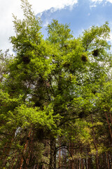 Lonely birch with bird nests among pine forest