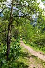 A path through the trees leading to the peaks of the Kimasar gorge