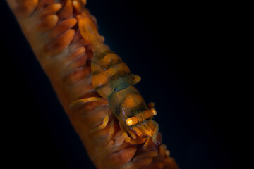 Ankers Whip Coral Shrimp - Pontonides ankeri