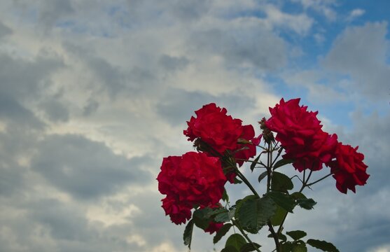 red roses on a background of clouds, czerwone r&oacute;że na tle chmur 
