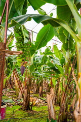 Obraz premium Bananas growing on banana bushes in plantation of Turkey.