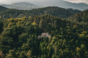 Woods of Transylvania