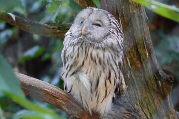 The Ural owl (Strix uralensis) is a large nocturnal owl. It is a member of the true owl family, Strigidae. Vogelpark Walsrode, Germany.