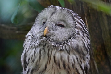 The Ural owl (Strix uralensis) is a large nocturnal owl. It is a member of the true owl family, Strigidae. Vogelpark Walsrode, Germany.
