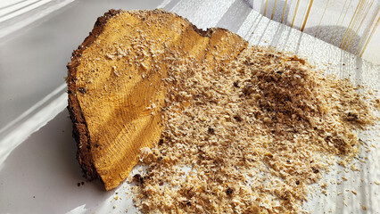 Texture of surface of cross section of freshly sawn old thick spruce tree with growth rings. Background with Wood powder, fine sawdust, close-up, surface from above. Copy space