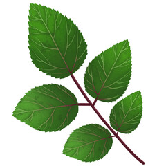 Fototapeta premium Roseleaf