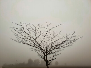tree branches shrouded in morning mist