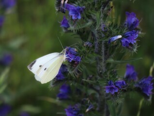 butterfly on flower