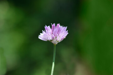 Chives flower
