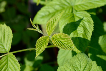 European red Raspberry leaves