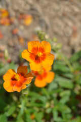 Obraz premium Rock rose Ben Heckla flowers