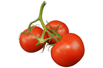 Tomatoes. Ripe and red tomatoes branch without background.
