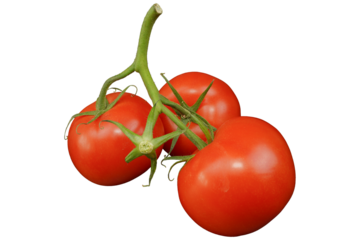 Tomatoes. Ripe and red tomatoes branch without background.