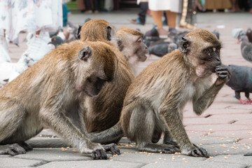Groupe de singes macques longue queue sauvages, qui mangent les restes des touristes devant le...