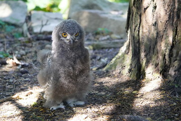 Young Snowy Owl waiting for mother's food. (Bubo scandiacus) owl family Strigidae. Vogelpark...