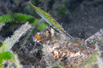 Orange and Black Dragonet - Dactylopus kuiteri