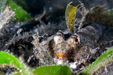 Orange and Black Dragonet - Dactylopus kuiteri