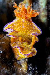  Nudibranch - Ceratosoma tenue Abraham 1876