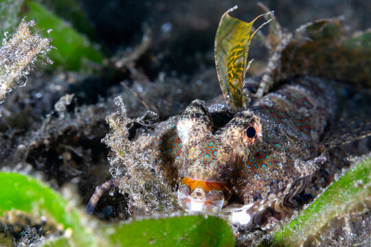 Orange and Black Dragonet - Dactylopus kuiteri