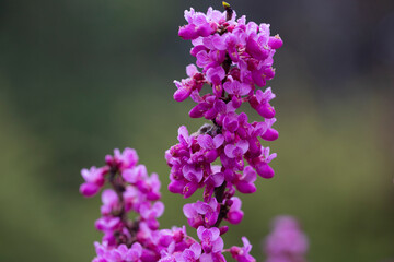 close-up red flowers of the Chinese redbud Cercis chinensis selective focus, floral purple background