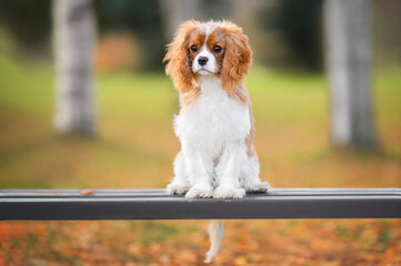 cavalier king charles spaniel dog sitting on a bench outdoors in autumn