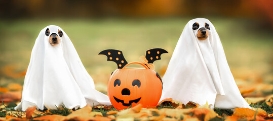 two funny small dogs posing in ghost costumes for Halloween outdoors in autumn