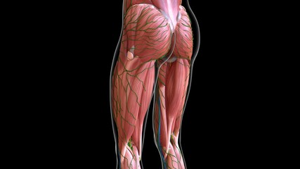female leg and abdomen muscles anatomy for medical concept 3d rendering