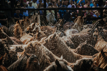 A group of horses shaking off water after a bath, creating a beautiful display of droplets in the air.
