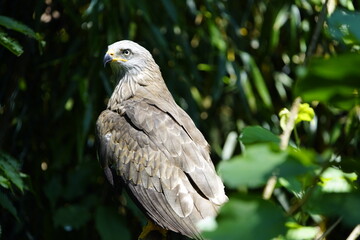 Common buzzard (Buteo buteo) Accipitridae family. Vogelpark Walsrode, Germany.