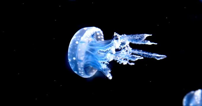 4K footage. Colorful jellyfish floating underwater fauna world of deep sea animal wild animal ecosystem wildlife background
