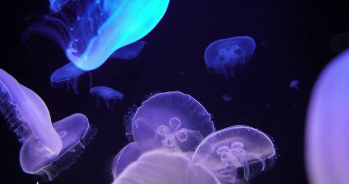 Cinemagraph of bright, transparent blue jellyfish underwater shots glowing water marine life wallpaper background.