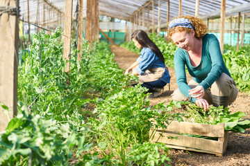 Smiling farmer working with female coworker in greenhouse