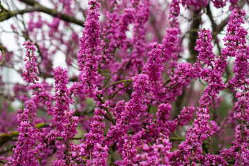 close-up red flowers of the Chinese redbud Cercis chinensis selective focus, floral purple background