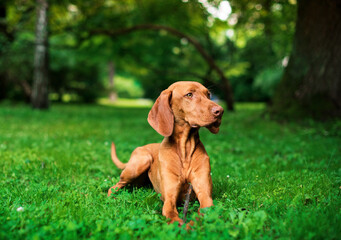 A dog of the Hungarian Vizsla breed lies in the grass on the background of a green park. The...