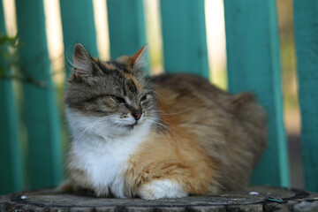 A wonderful fluffy tricolor kitty is sitting on an oak log.