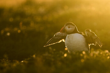 Atlantic puffin (Fratercula arctica) backlit by early morning sun on the cliffs of Skomer Island off the coast of Pembrokeshire in Wales, United Kingdom